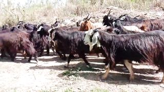 goats