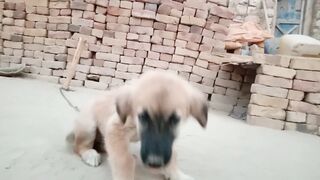 Dog puppy