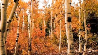 Copyright free video| Forest Trees  autumn #forest #nature #trees # autumn #season #copyrightfree