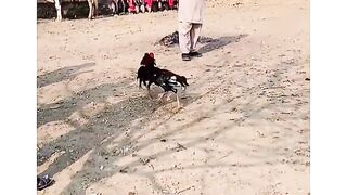 Aseel fight