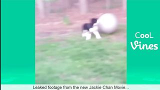 Try Not To Laugh Challenge - Funny Cat