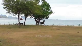 Komodo dragons attack