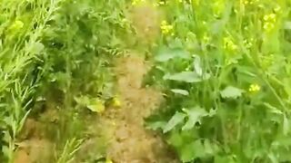 now funny video entertainment comedy
