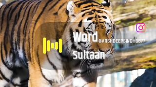 Tiger mumet