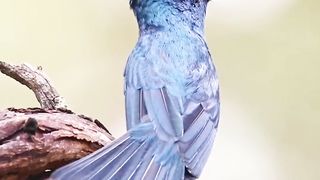 bird video #shorts #youtubeshorts #shortvideo#trending #2023 @3kbirds