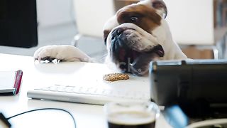 Animals Dog activities
