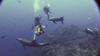 Dolphins play and interact with scuba divers at Socorro Island
