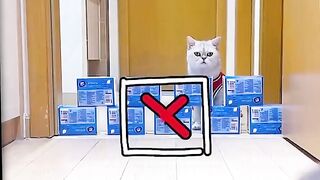 Cat jumping