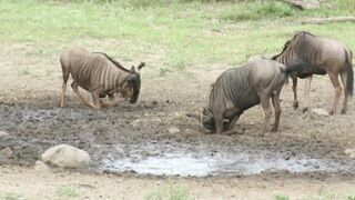 Wildebeest bull loves rubbing his face in the mud
