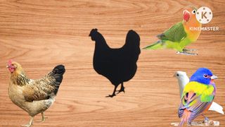 Wrong wooden slots with crying parrots,hen,pigen,lovely bird|| Playing  puzzle game