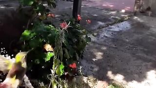 Buteful amazing Birds