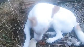 Eating dog