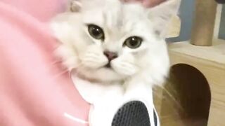 Women Hoodie Sweatshirt With Cat Pet Pocket Design Long Sleeve Sweater Cat Outfit