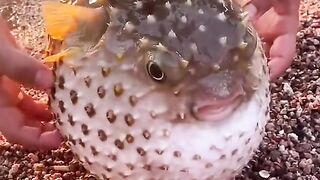 Funny ball fish