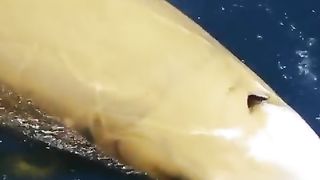 beautiful fish and sea