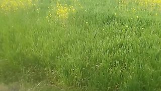 Beautiful Greenery