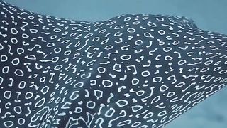 Stingray fish beautiful