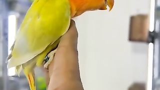 Birds Video