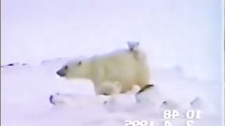Rescue of a little bear cub from a trap.