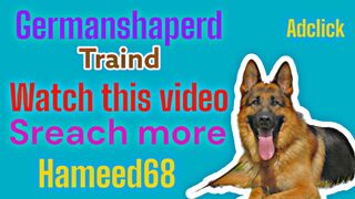 Dog germanshaperd triand
