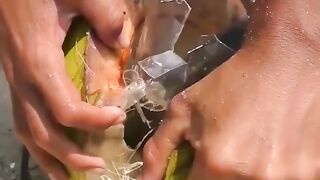 Catfish catch by coconut