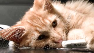 Cat ????????