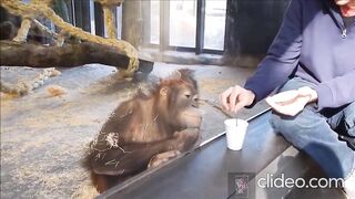 a trick for a monkey