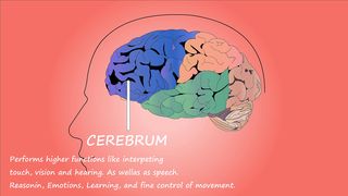 cerebrum and cerebellum function| brain functions| educational video