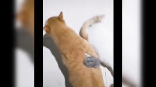 Funny animals - Funny cats / dogs - Funny animal videos 2023