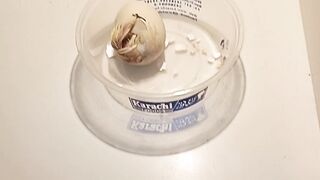 chick hatching