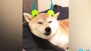 Dogs cutnes ,cat  activites,funny cat