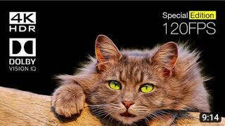 Cute and funny cats viral video