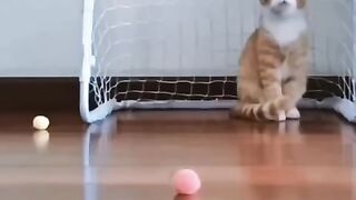 Funny Cat Videos