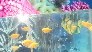 Cox's Bazar Radiant fish world