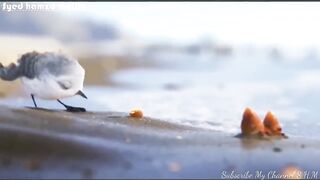 Funny Video