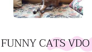 funny cat vdo
