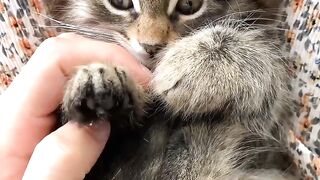Cat beautiful cat