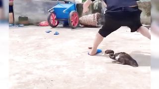 Funniest Videos 2023. Funny Cats  and Dogs