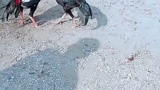 Aseel fight