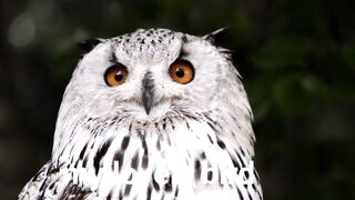 Lovely owl