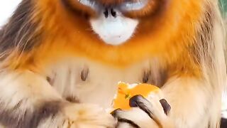 Monkey eating orange