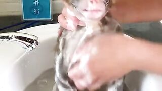 monkey shaver funny video