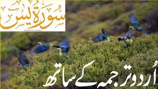 Surah Yasin | Yaseen with Urdu Translation | Episode 01 | Beautiful Quran Recitation | Tappyala