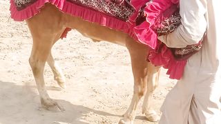 Beautiful Racer bull at Mela.