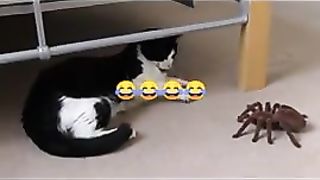 Funny CAT