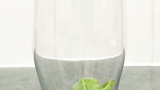 Orange Mojito