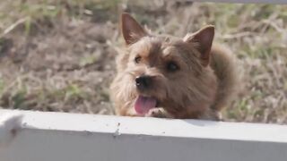 Funny Dogs