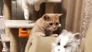 funny Cats Reaction