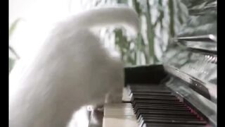 Funny Cats