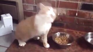 funny cat enjoying music